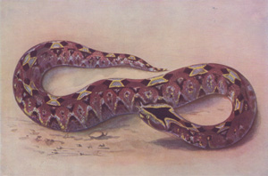 Horn-nosed Viper